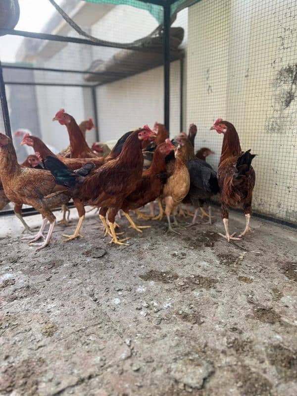 Desi Golden misri hens 12