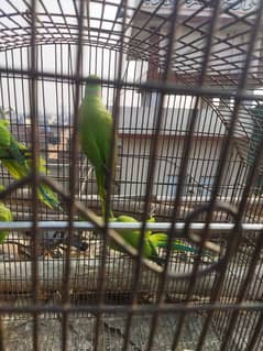 we have male and female both parrots