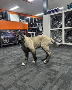 Kangal male 03234696626