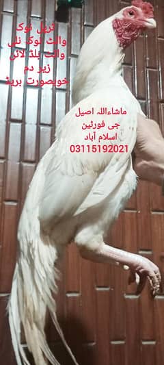 Heera Breeder/ Patha/ male/ Madi/ Eggs / Chicks / Breeder / madi