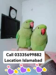 Single 6000 Hand Tamed Friendly Green Ring Neck Parrots Male/Female