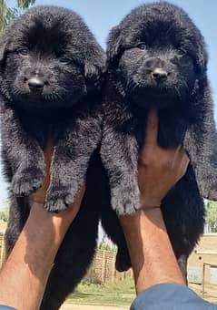 black German  Shepherd puppies for sale