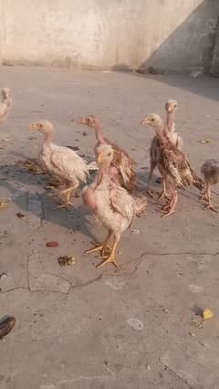 aseel hens murgi madi pathi chick's dasi patha  murga ایڈ کو غورسےں