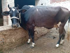 5 Month pregnant (Ghaban) cow with bachri