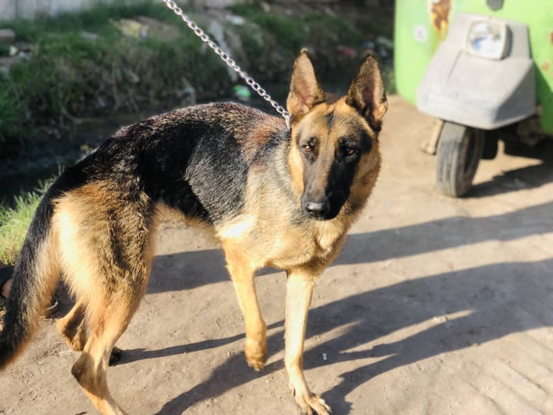 German shepherd Female Dog Unmarried Single Coart 1