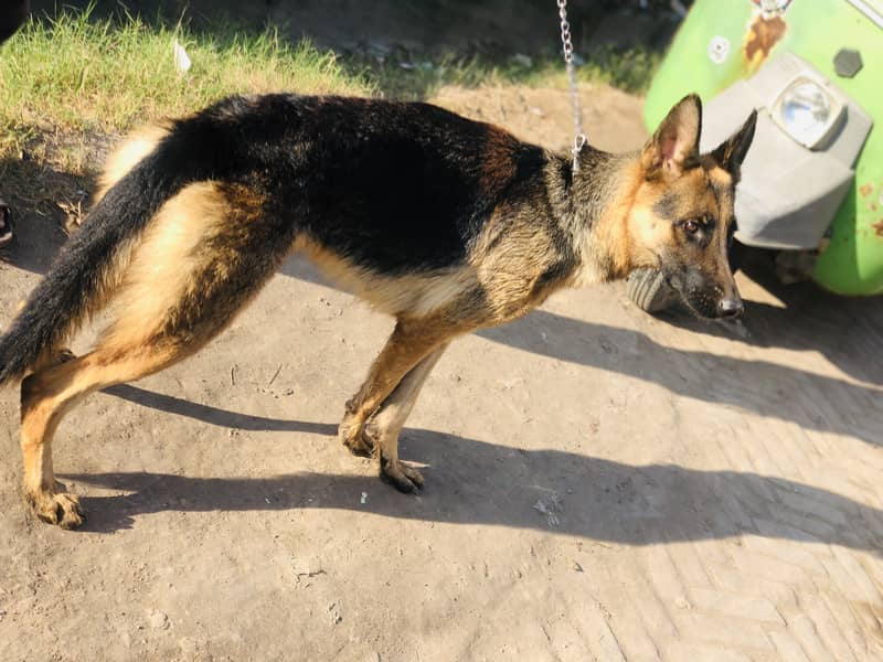 German shepherd Female Dog Unmarried Single Coart 2