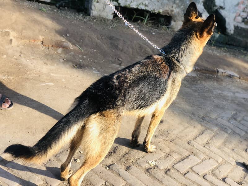 German shepherd Female Dog Unmarried Single Coart 3