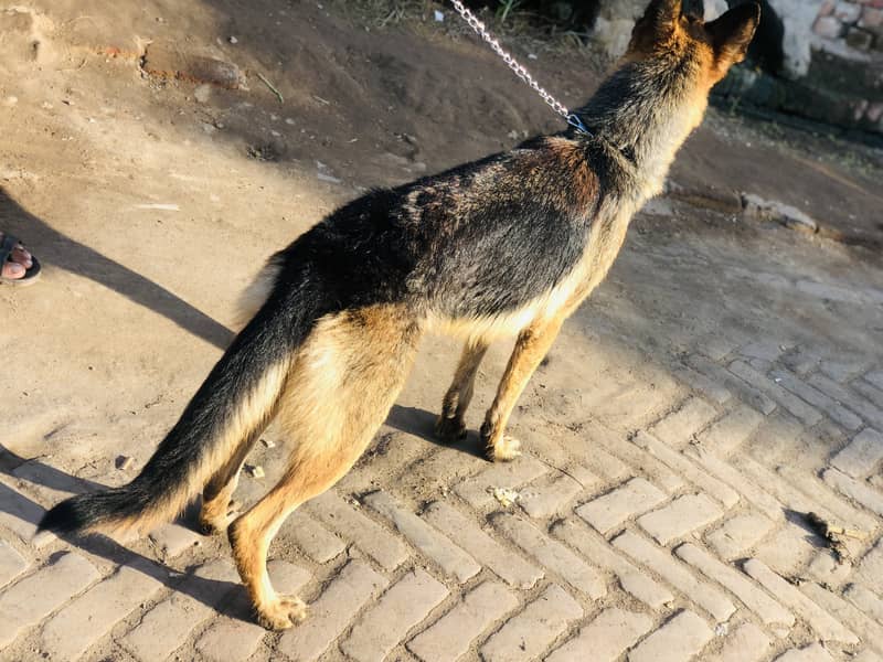 German shepherd Female Dog Unmarried Single Coart 4