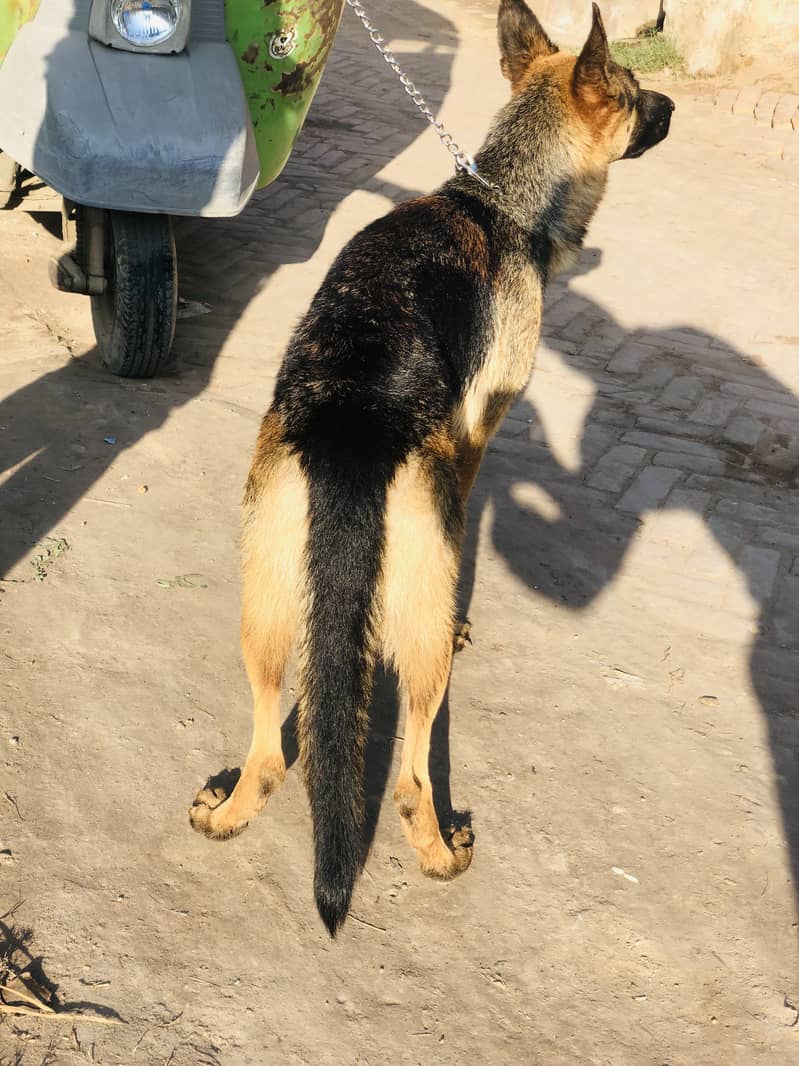 German shepherd Female Dog Unmarried Single Coart 5