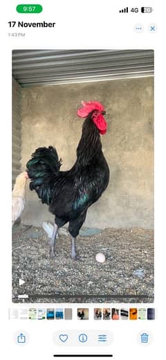 Australorp