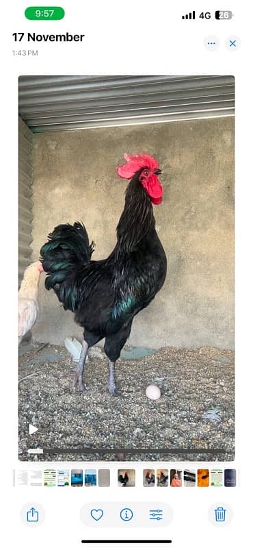 Australorp 0