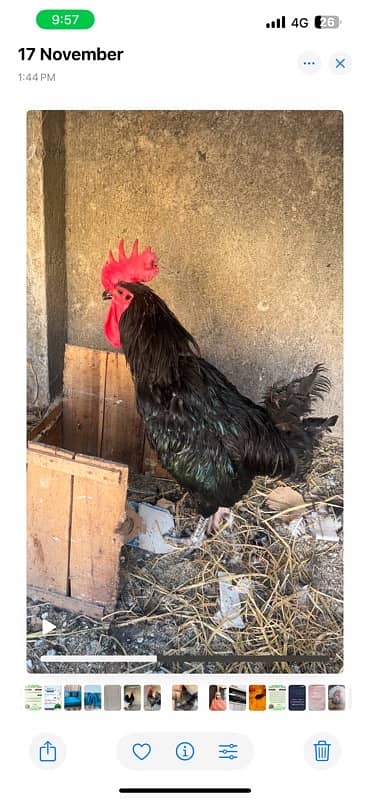 Australorp 1