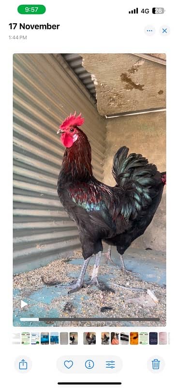 Australorp 2