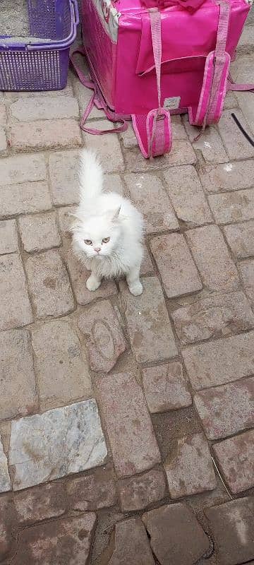 white Persian triple coat punch face yellow eyes kitten 0