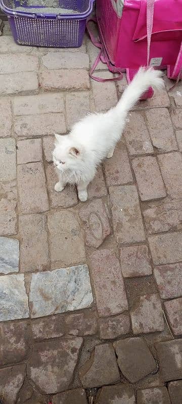 white Persian triple coat punch face yellow eyes kitten 1