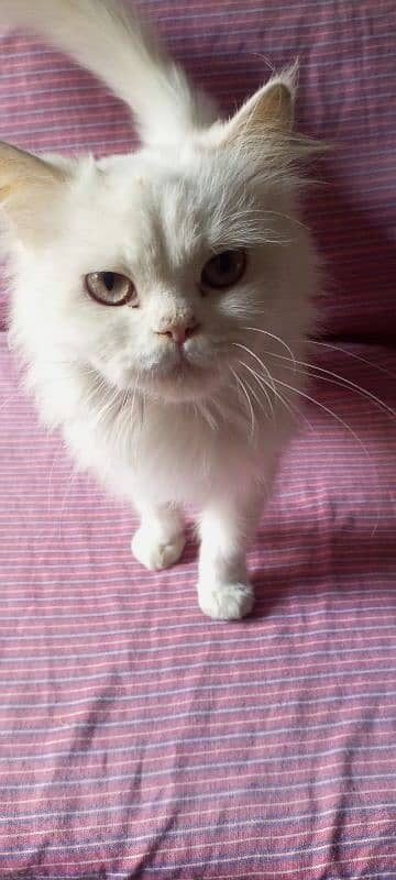 white Persian triple coat punch face yellow eyes kitten 3