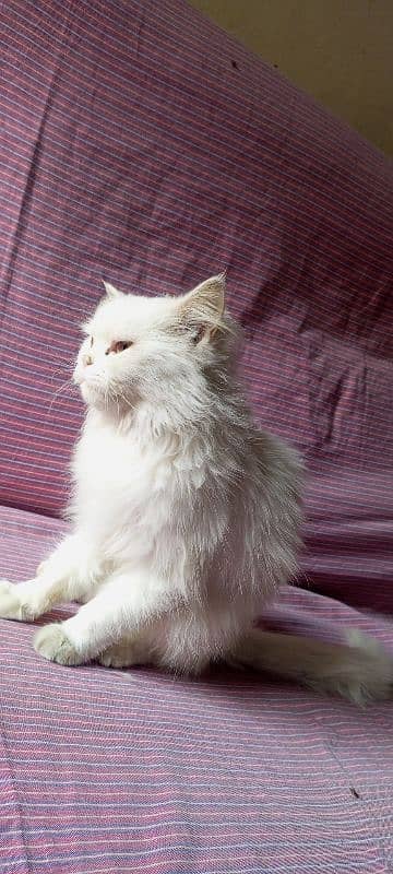 white Persian triple coat punch face yellow eyes kitten 4