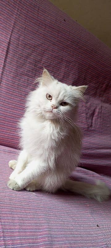 white Persian triple coat punch face yellow eyes kitten 5