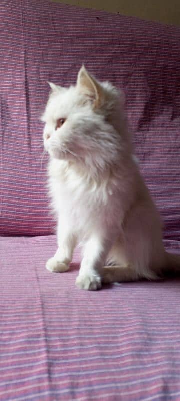 white Persian triple coat punch face yellow eyes kitten 6