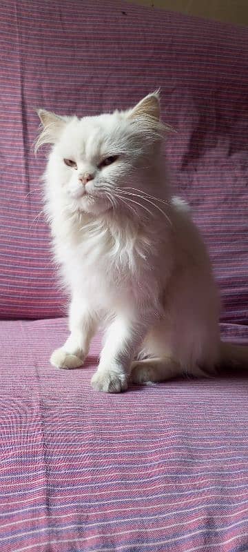 white Persian triple coat punch face yellow eyes kitten 7