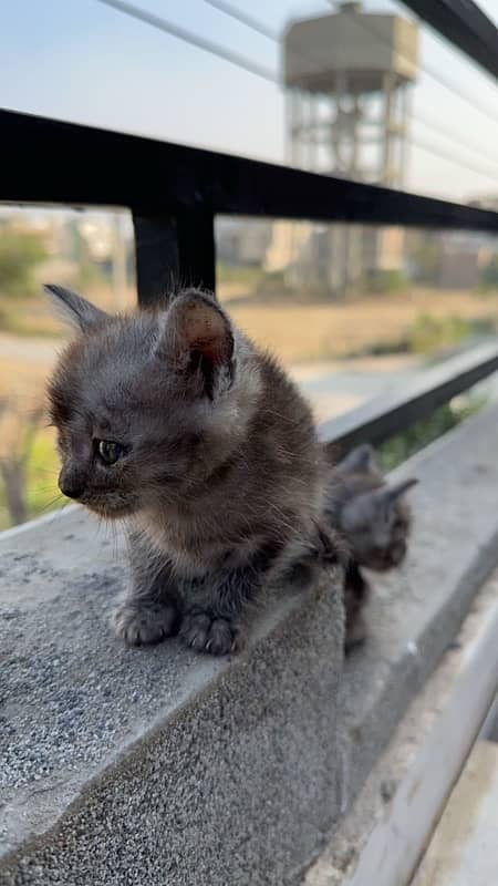 Persian kittens 1