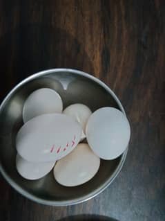 Silkie and molted bantam fertile eggs