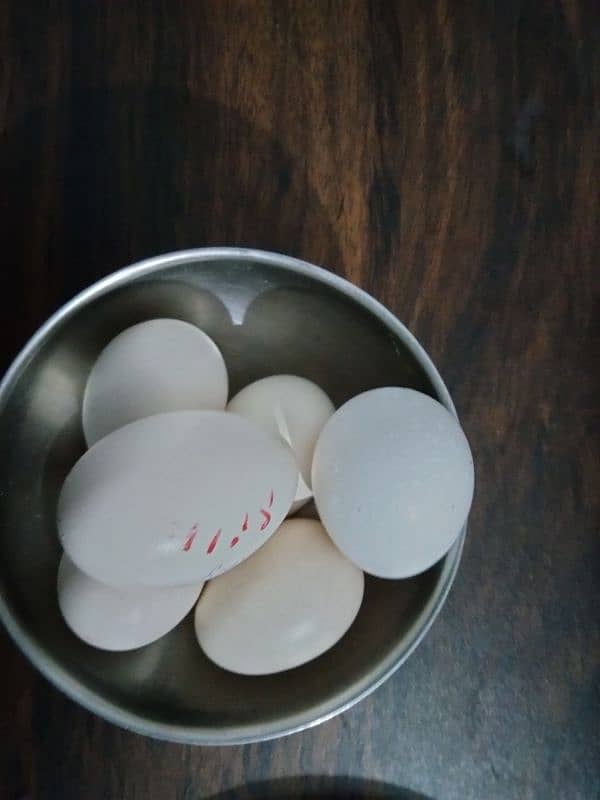 Silkie and molted bantam fertile eggs 0