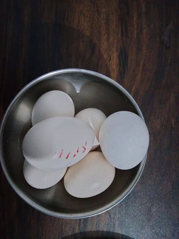 Silkie and molted bantam fertile eggs 1