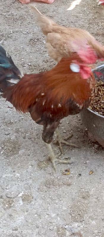 Desi murghay hen | pure ghar ki breed 0