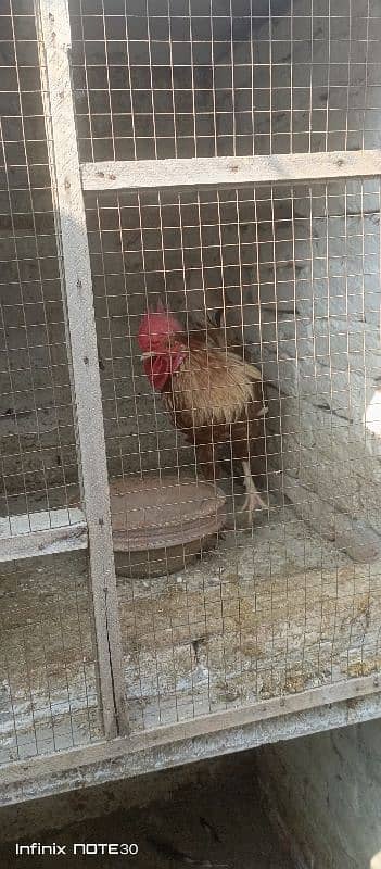 Desi murghay hen | pure ghar ki breed 2