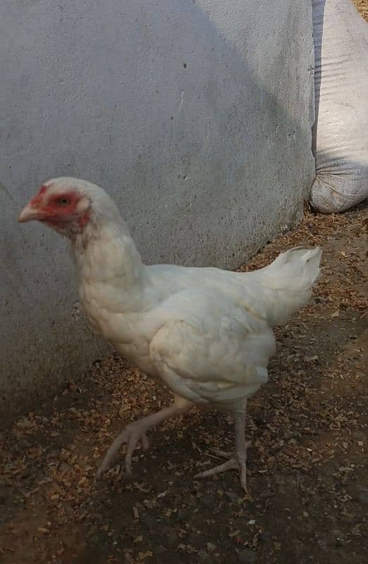 white Aseel murgi or choza for sale 3