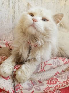 pure Persian cat