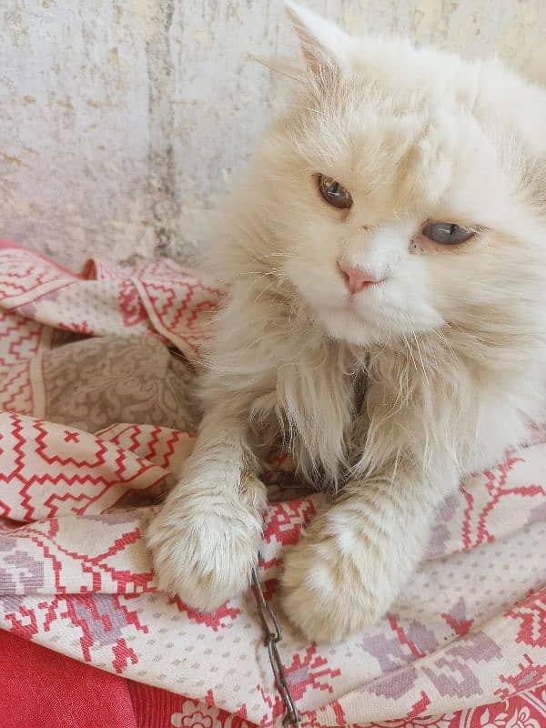 pure Persian cat 2