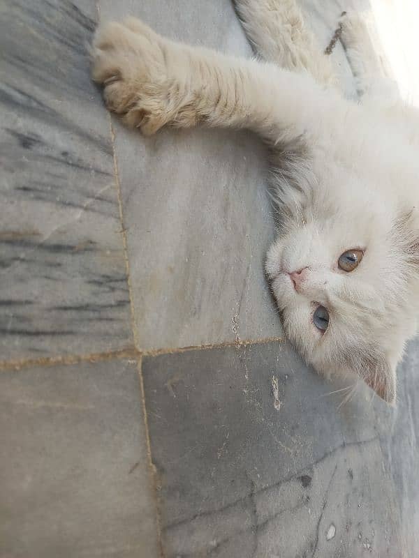 pure Persian cat 3