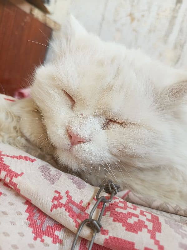 pure Persian cat 4