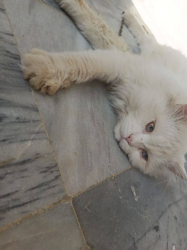 pure Persian cat 6