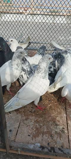 pigeon for sale total 17 piece contact 0.3. 3.6. 5.0. 2.3.6.7. 4