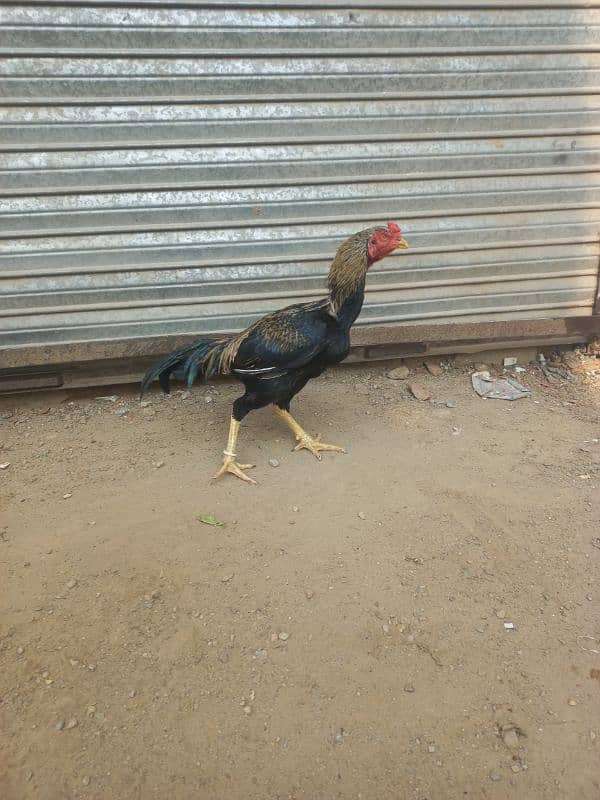 Good breed of hens and roosters available for sale. 0