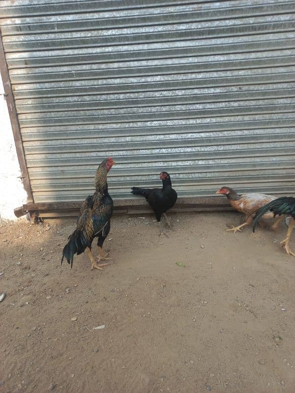 Good breed of hens and roosters available for sale. 1