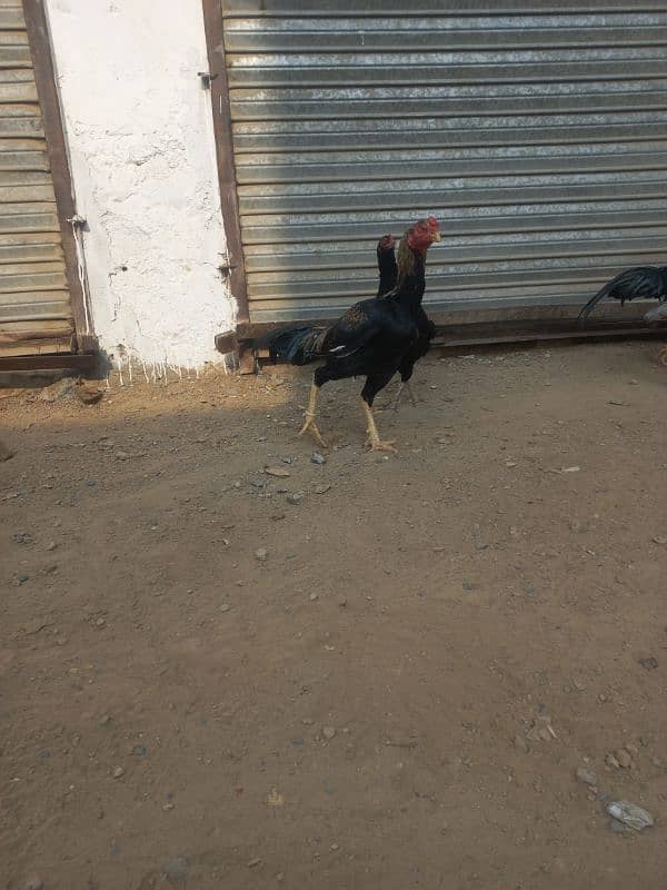 Good breed of hens and roosters available for sale. 2