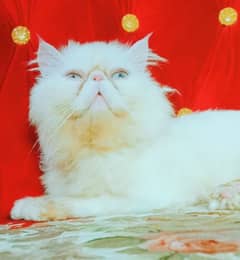 peki male cat blue eyes