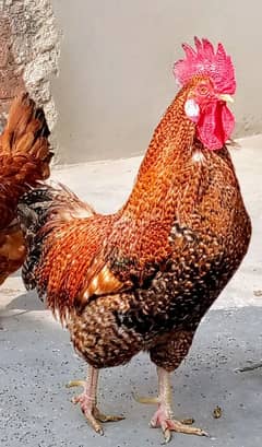 Dasi golden hens 1 Murga or 4 murgia ha. Rozana  egg da rahi ha.