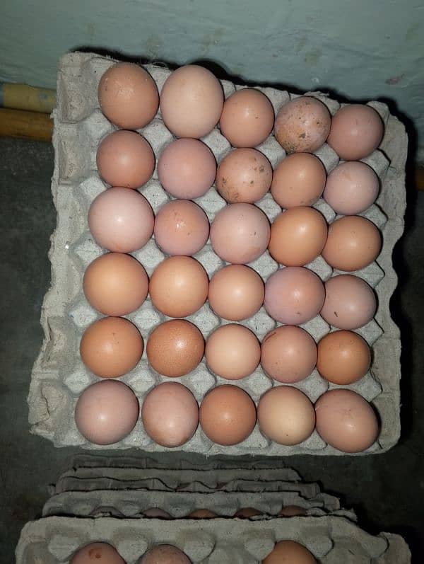 Desi Eggs Available 0