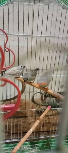 5 Piece of Finches Sale Without Cage