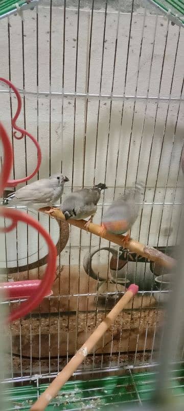 5 Piece of Finches Sale Without Cage 0