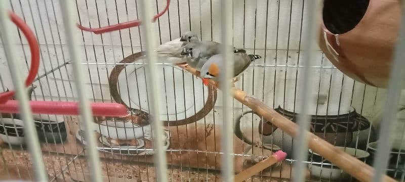 5 Piece of Finches Sale Without Cage 2