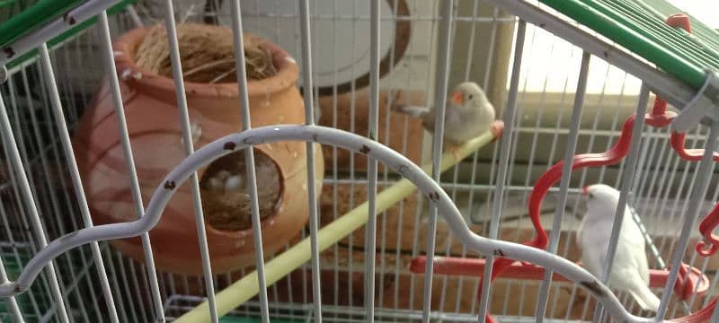 5 Piece of Finches Sale Without Cage 5