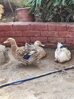 ducks