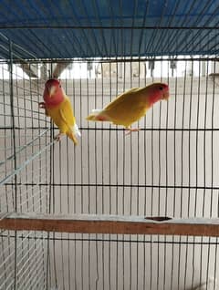 Common Lotino Breeder pair