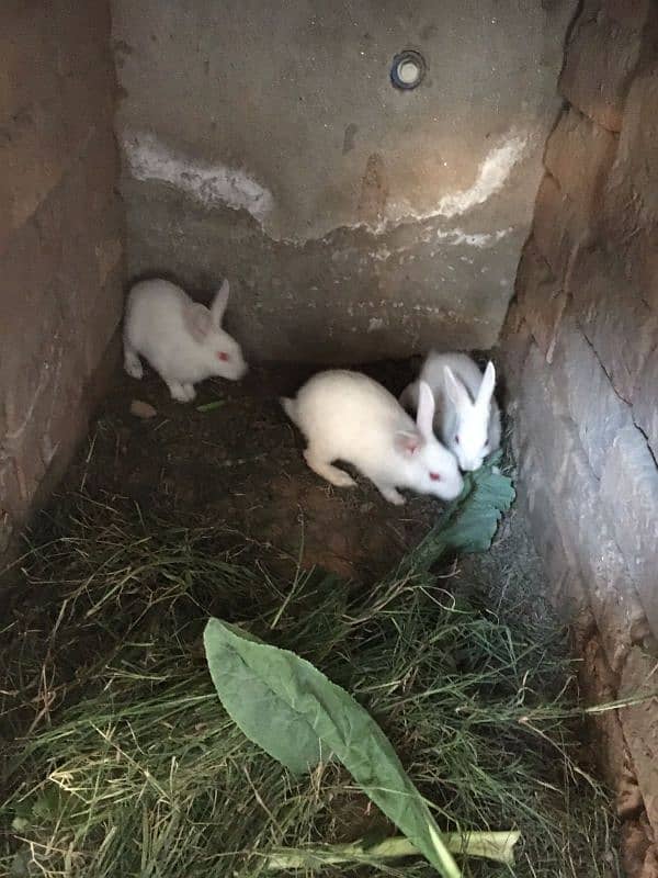 rabbit pair with babies 1